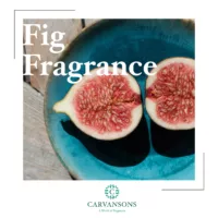 fig fragrances